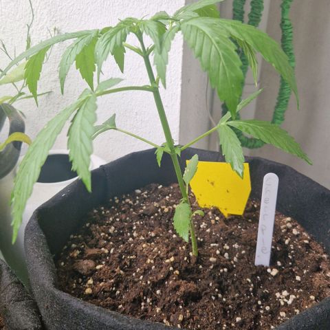 Cherry Pie growlog timeline photo