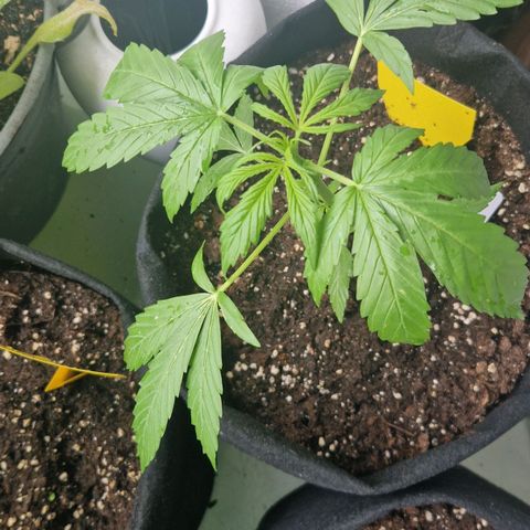 Cherry Pie growlog timeline photo