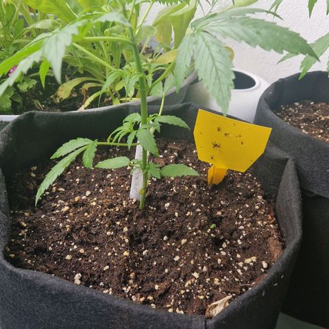 Bubble Kush Automatic growlog timeline photo