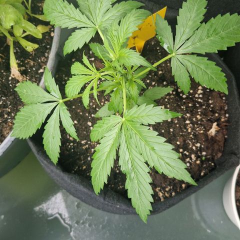 Bubble Kush Automatic growlog timeline photo