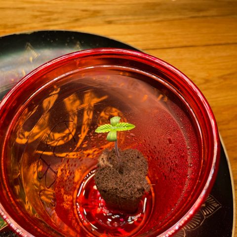 Unknown strain growlog photo: Roots coming out of pod