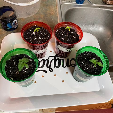 Unknown strain growlog photo: Repotting to solo cup without sandwich bag over