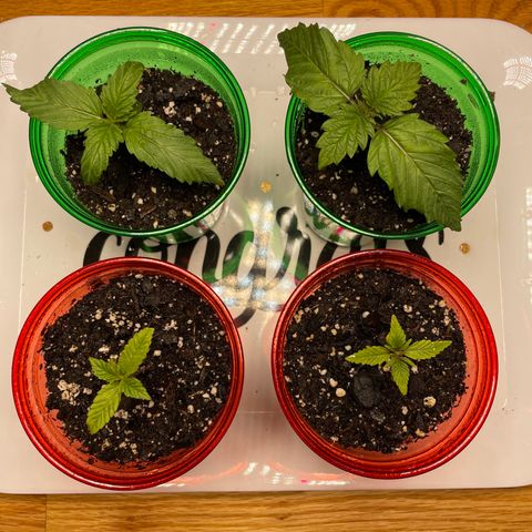 Unknown strain growlog photo: Spritzed water and great white supplement