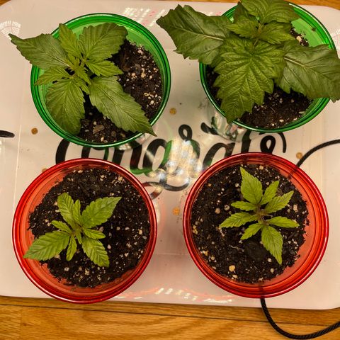Unknown strain growlog timeline photo