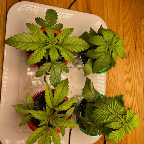 Unknown strain growlog timeline photo