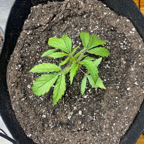 Unknown strain growlog photo: Replanted in fabric 5 gal pot