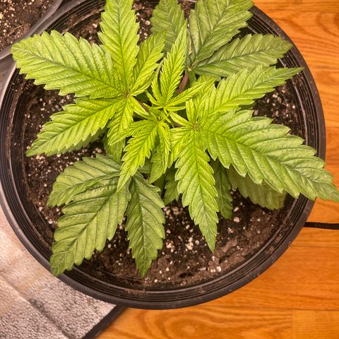 Unknown strain growlog timeline photo