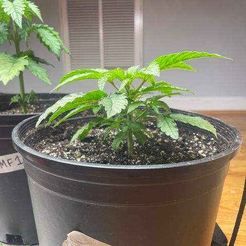 Unknown strain growlog timeline photo