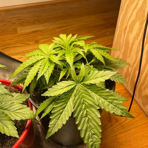 Unknown strain growlog timeline photo