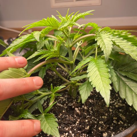 Unknown strain growlog timeline photo
