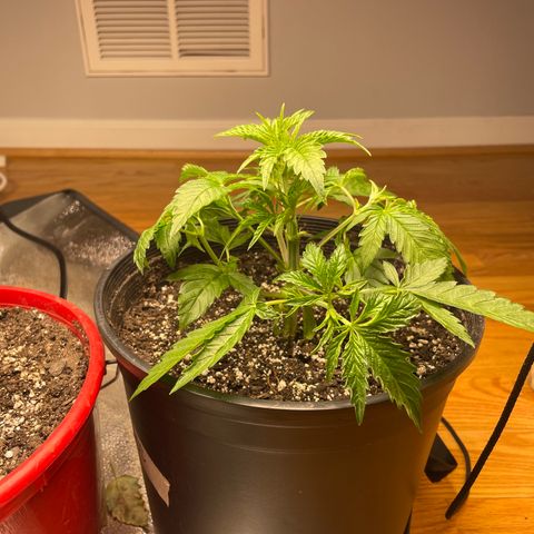 Unknown strain growlog photo: Trim fan leaves