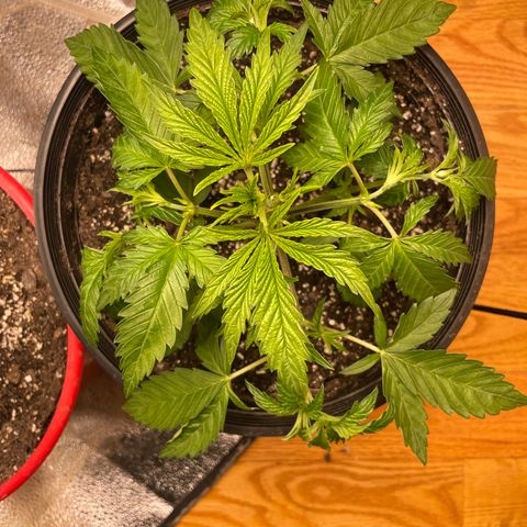 Unknown strain growlog photo: Trim fan leaves