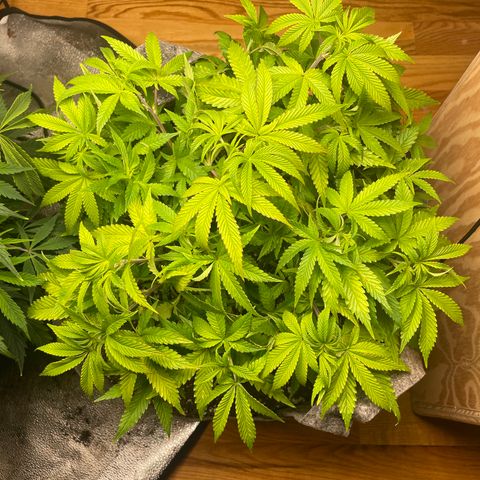 Unknown strain growlog timeline photo