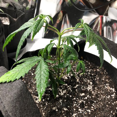 Sir Gheen of the Green (6) growlog timeline photo