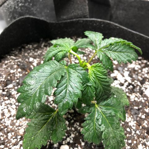 Sir Gheen of the Green (6) growlog timeline photo
