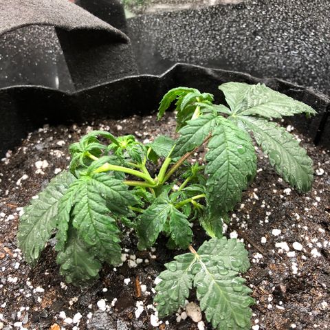 Sir Gheen of the Green (6) growlog timeline photo