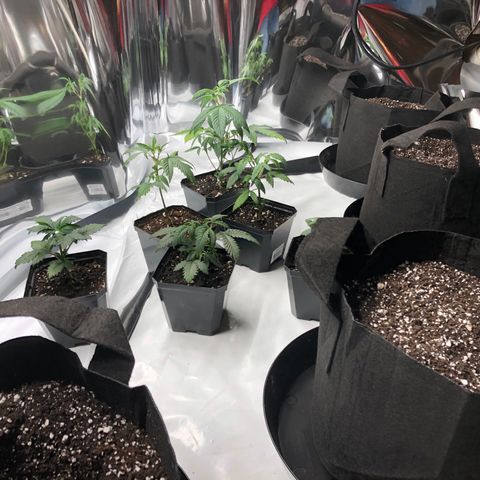 Sir Gheen of the Green (6) growlog timeline photo