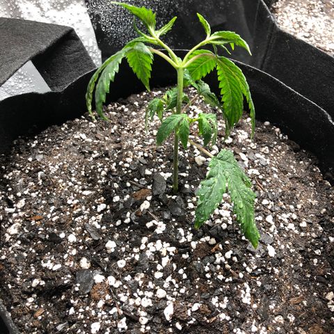 Sir Gheen of the Green (6) growlog timeline photo