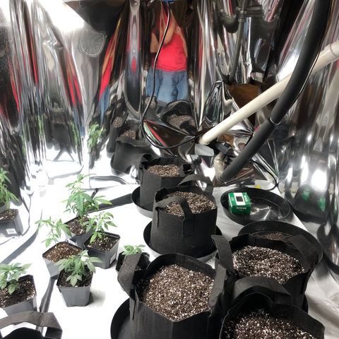 Sir Gheen of the Green (6) growlog timeline photo