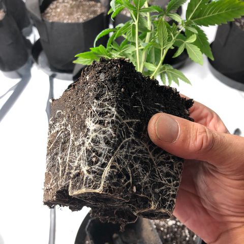 Sir Gheen of the Green (6) growlog timeline photo
