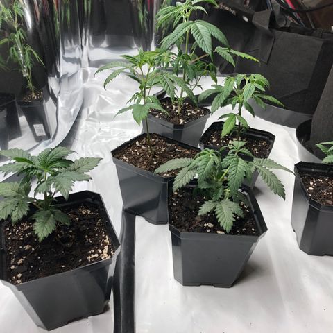 Sir Gheen of the Green (6) growlog timeline photo