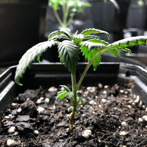 Sir Gheen of the Green (6) growlog timeline photo