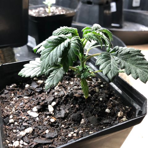 Sir Gheen of the Green (6) growlog timeline photo