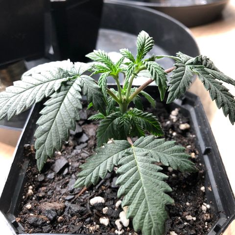 Sir Gheen of the Green (6) growlog timeline photo