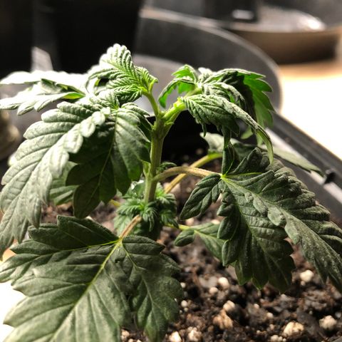 Sir Gheen of the Green (6) growlog timeline photo