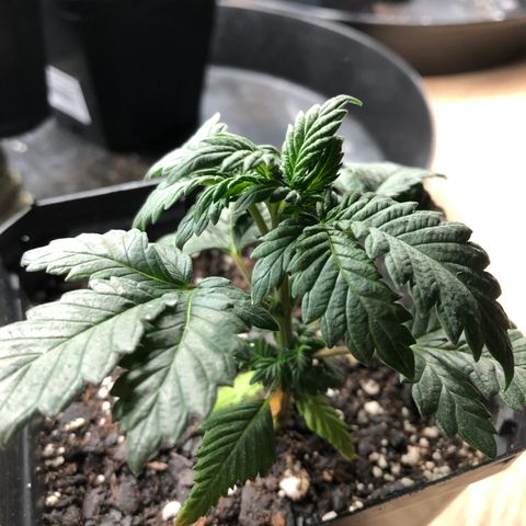 Sir Gheen of the Green (6) growlog timeline photo