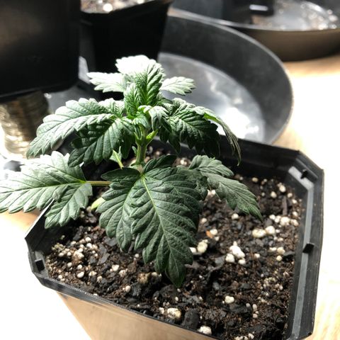 Sir Gheen of the Green (6) growlog timeline photo