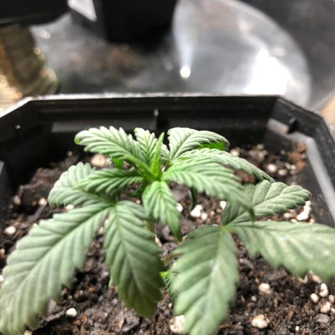 Sir Gheen of the Green (6) growlog timeline photo