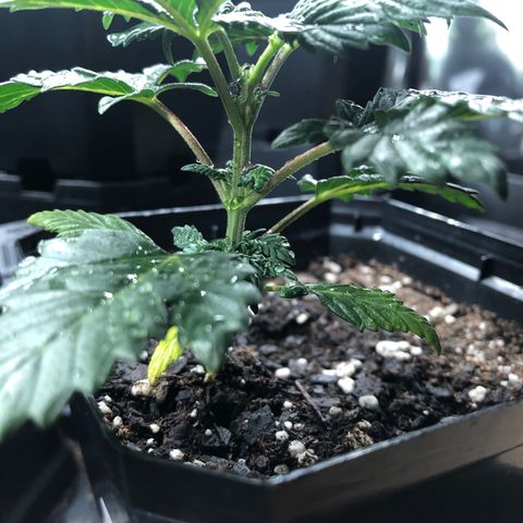 Sir Gheen of the Green (6) growlog timeline photo