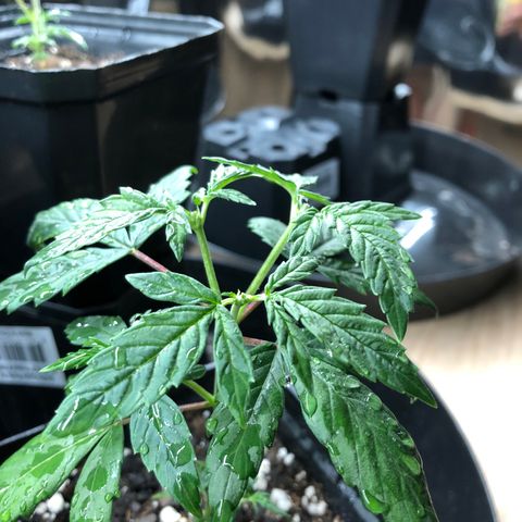 Sir Gheen of the Green (6) growlog timeline photo