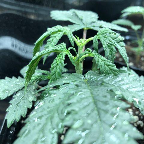 Sir Gheen of the Green (6) growlog timeline photo