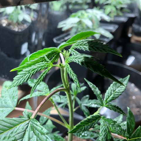 Sir Gheen of the Green (6) growlog timeline photo
