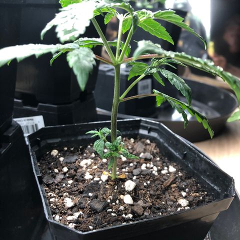 Sir Gheen of the Green (6) growlog timeline photo