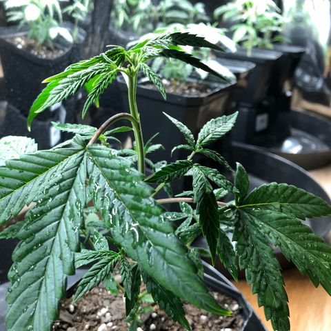 Sir Gheen of the Green (6) growlog timeline photo