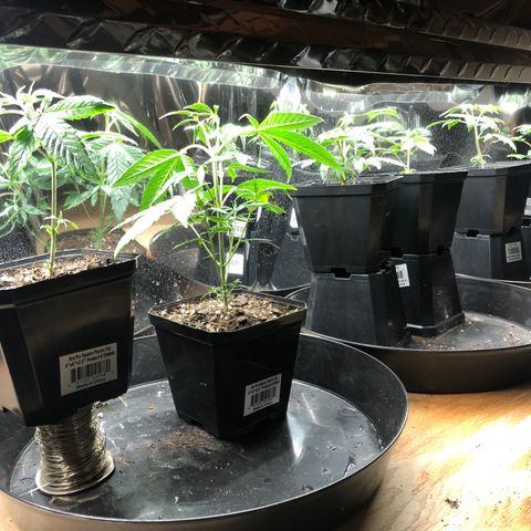 Sir Gheen of the Green (6) growlog timeline photo