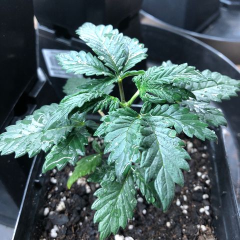 Sir Gheen of the Green (6) growlog timeline photo
