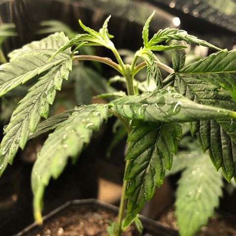 Sir Gheen of the Green (6) growlog timeline photo