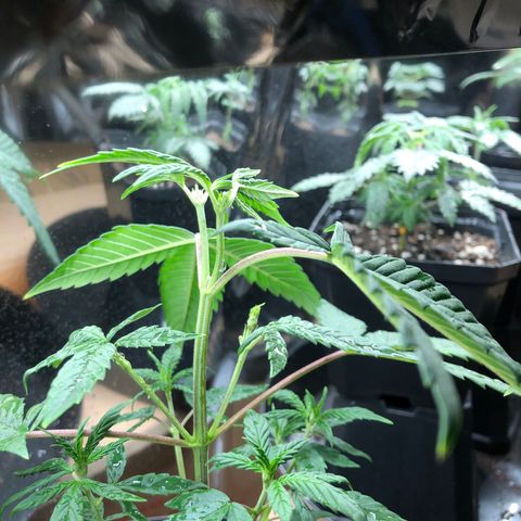 Sir Gheen of the Green (6) growlog timeline photo