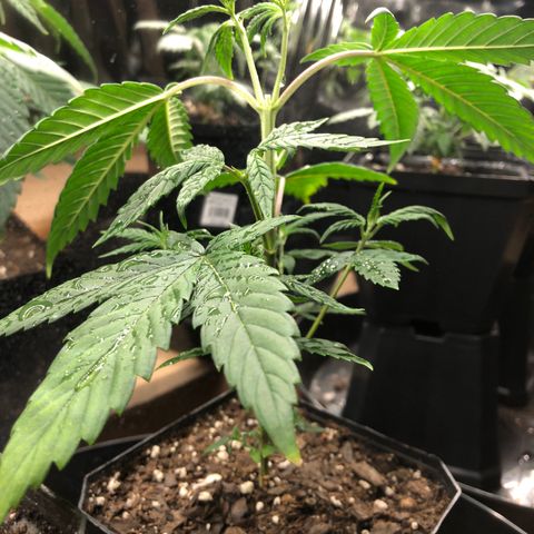 Sir Gheen of the Green (6) growlog timeline photo