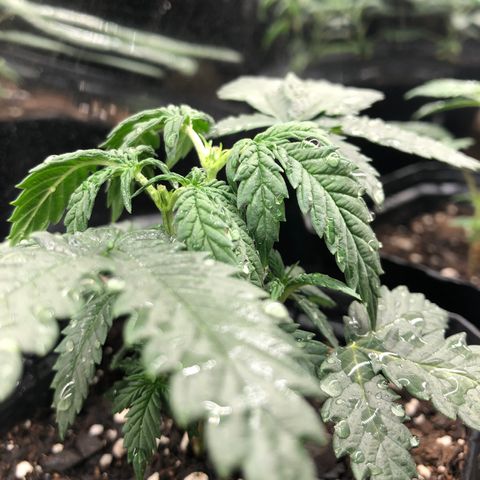 Sir Gheen of the Green (6) growlog timeline photo