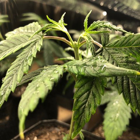 Sir Gheen of the Green (6) growlog timeline photo