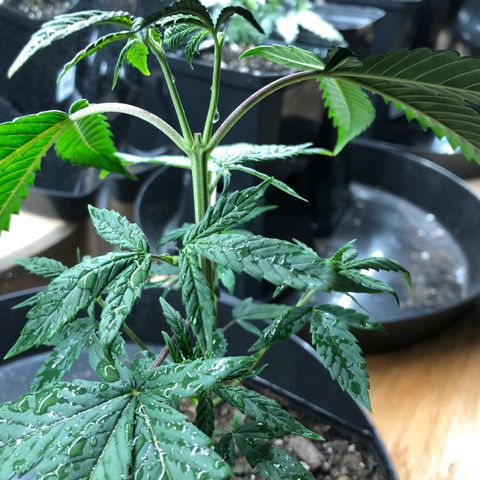 Sir Gheen of the Green (6) growlog timeline photo