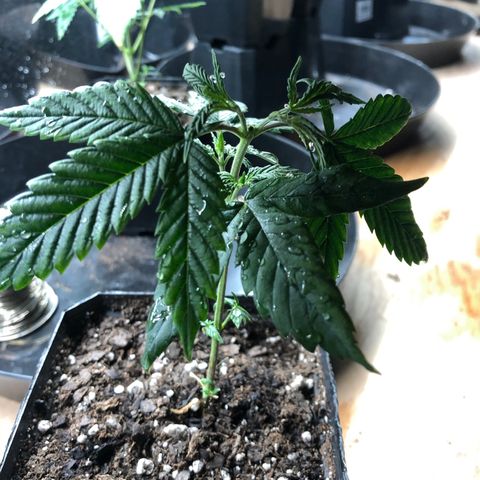 Sir Gheen of the Green (6) growlog timeline photo