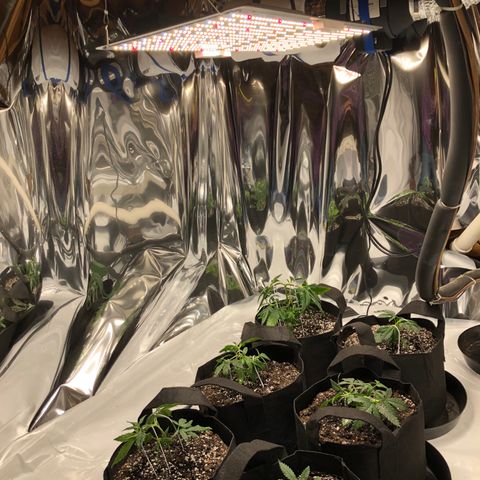Sir Gheen of the Green (6) growlog timeline photo