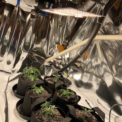 Sir Gheen of the Green (6) growlog timeline photo
