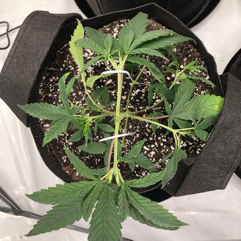 Sir Gheen of the Green (6) growlog timeline photo
